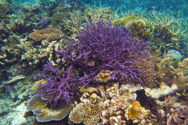 Great Barrier Reef Aerial View