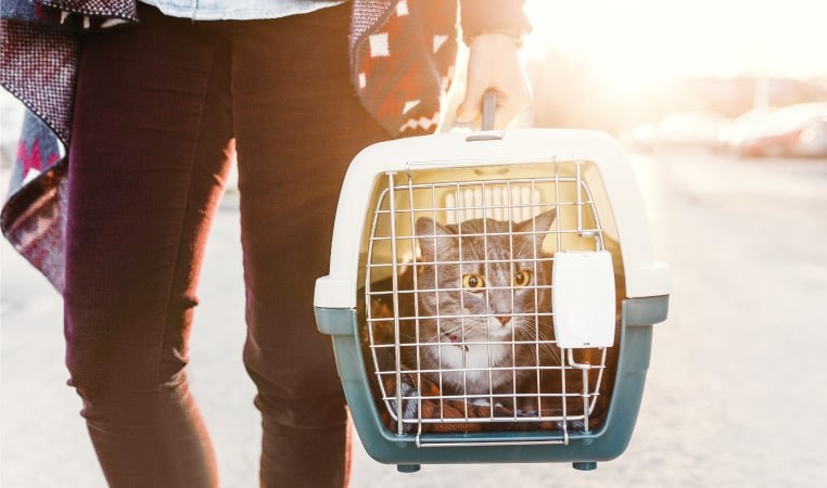A cat looking apprehensive in its carrier in an airport parking lot