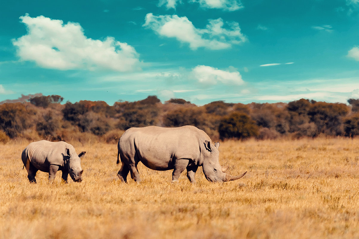 Wildlife