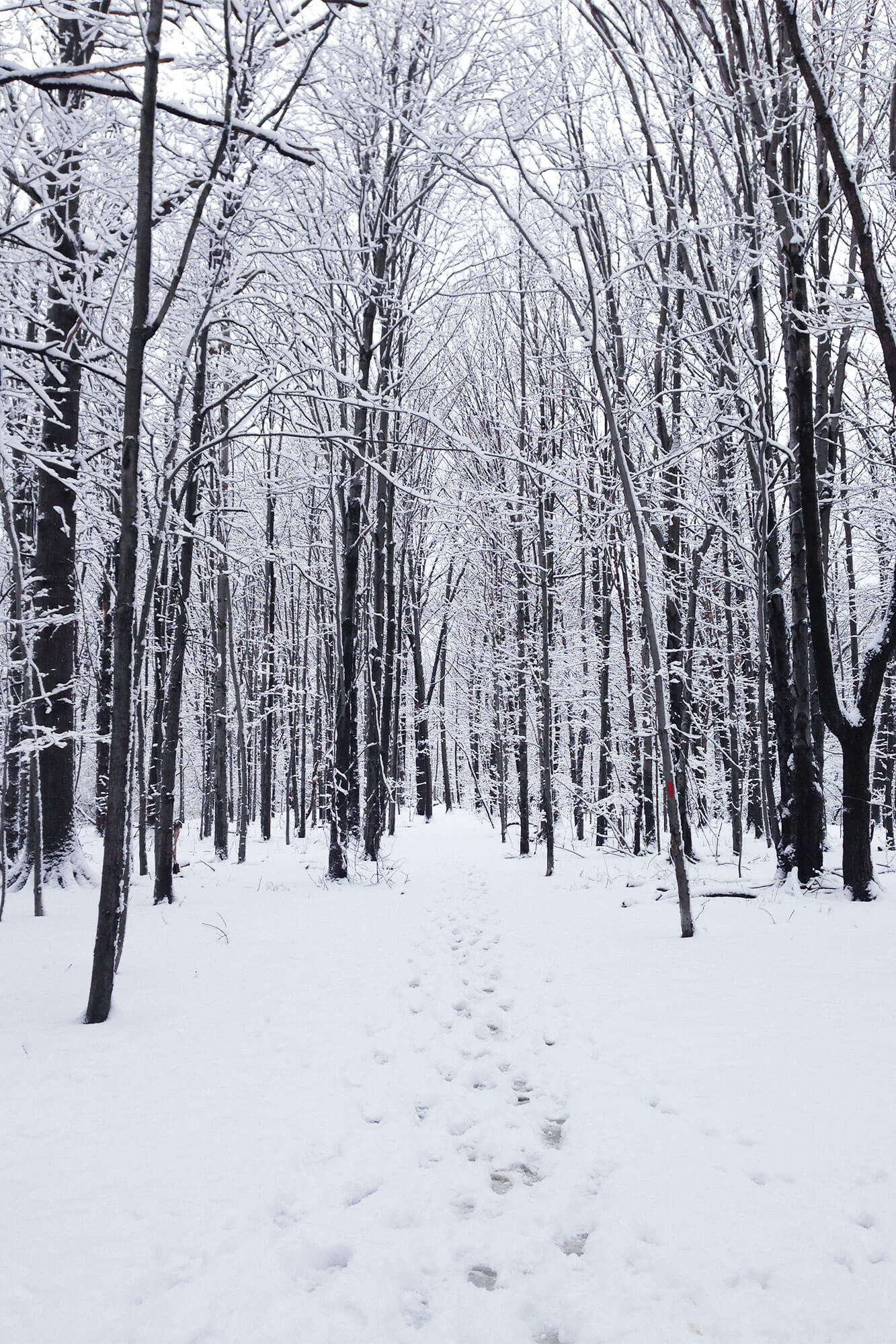 Rocky River Reservation in Winter