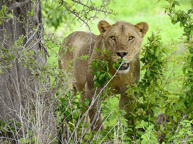 Lioness in Ruaha National Park