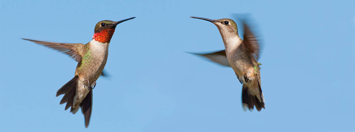 Ruby-throated Hummingbirds in Flight