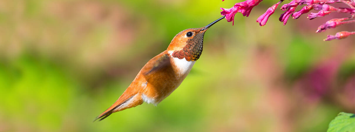Rufous Hummingbird Perched on a Branch