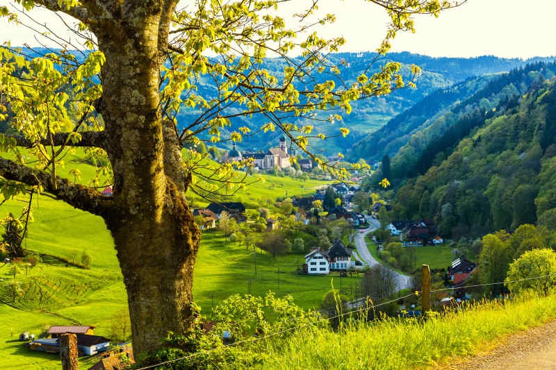 The lush evergreen forests of the Black Forest in Germany