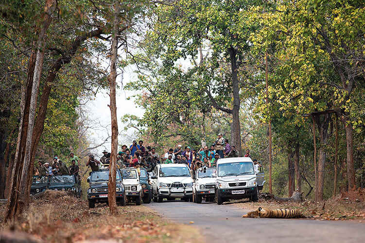 Vehicles crowd around a tiger in Tadoba Andhari Tiger Reserve, India