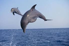 Irrawaddy dolphins frolicking at Satapada in Chilika Lake