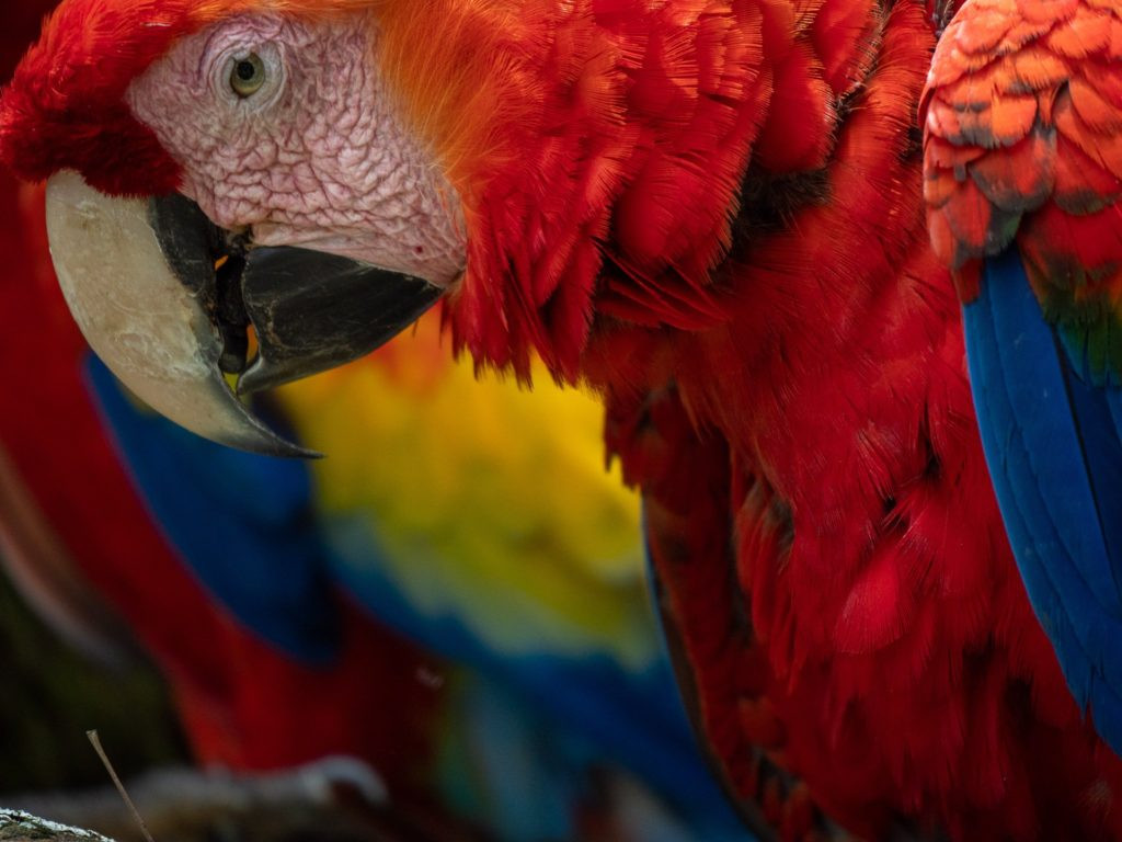 Scarlet Macaw Close Up