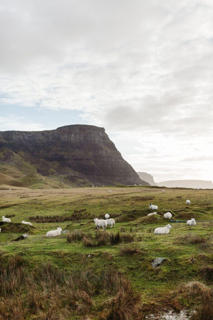 Sheep on green hills Scotland