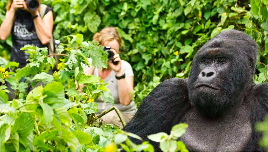 Dian Fossey gorilla conservation activities in Rwanda