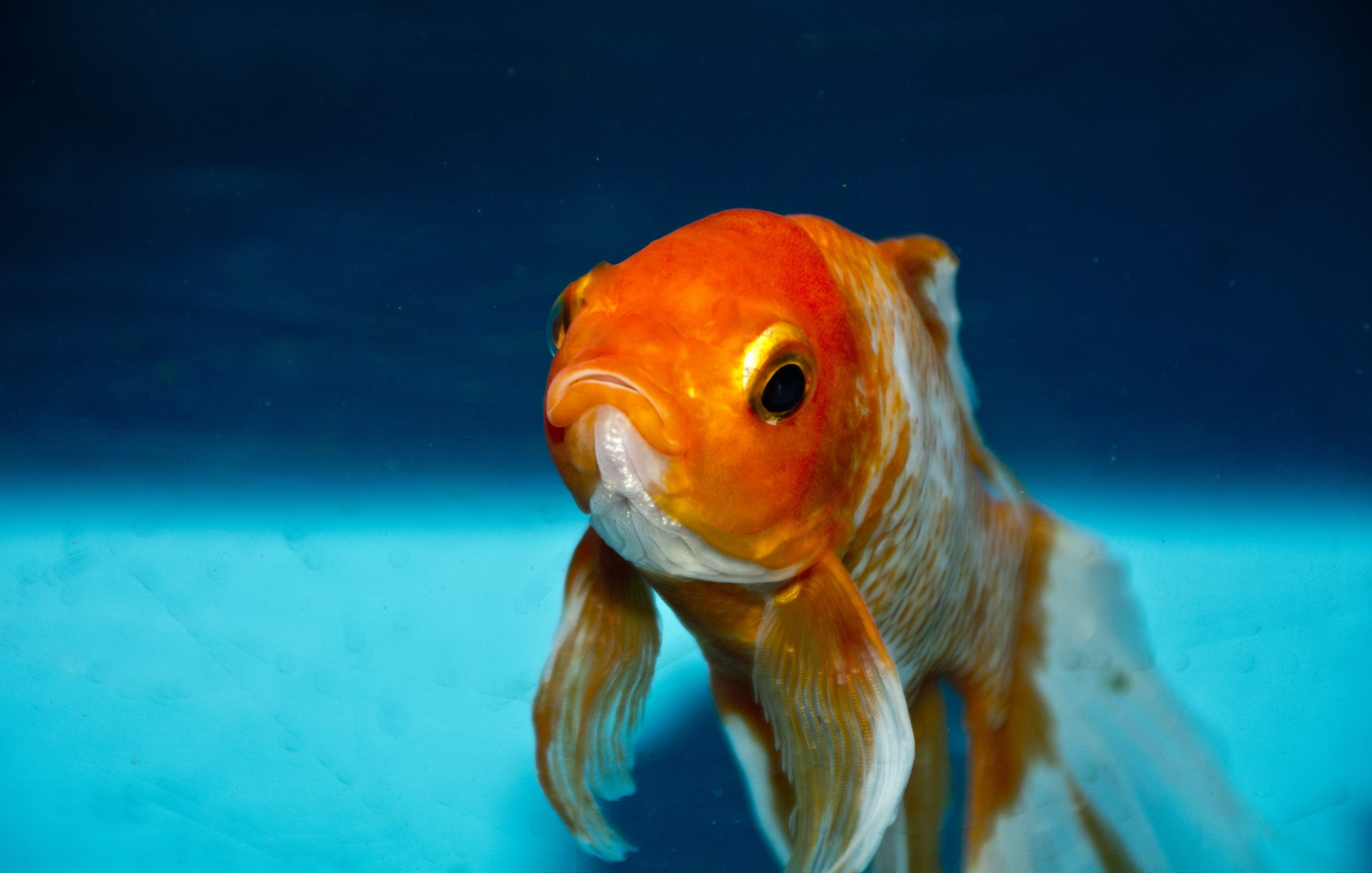 goldfish being transported in a plastic bag
