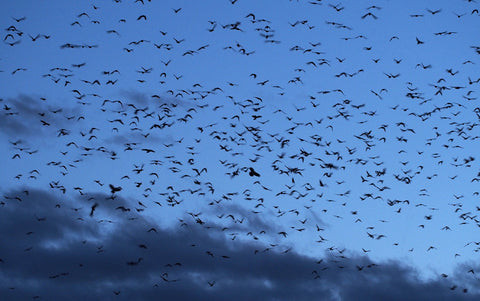 Rivers of crows headed to the Still Creek Roost