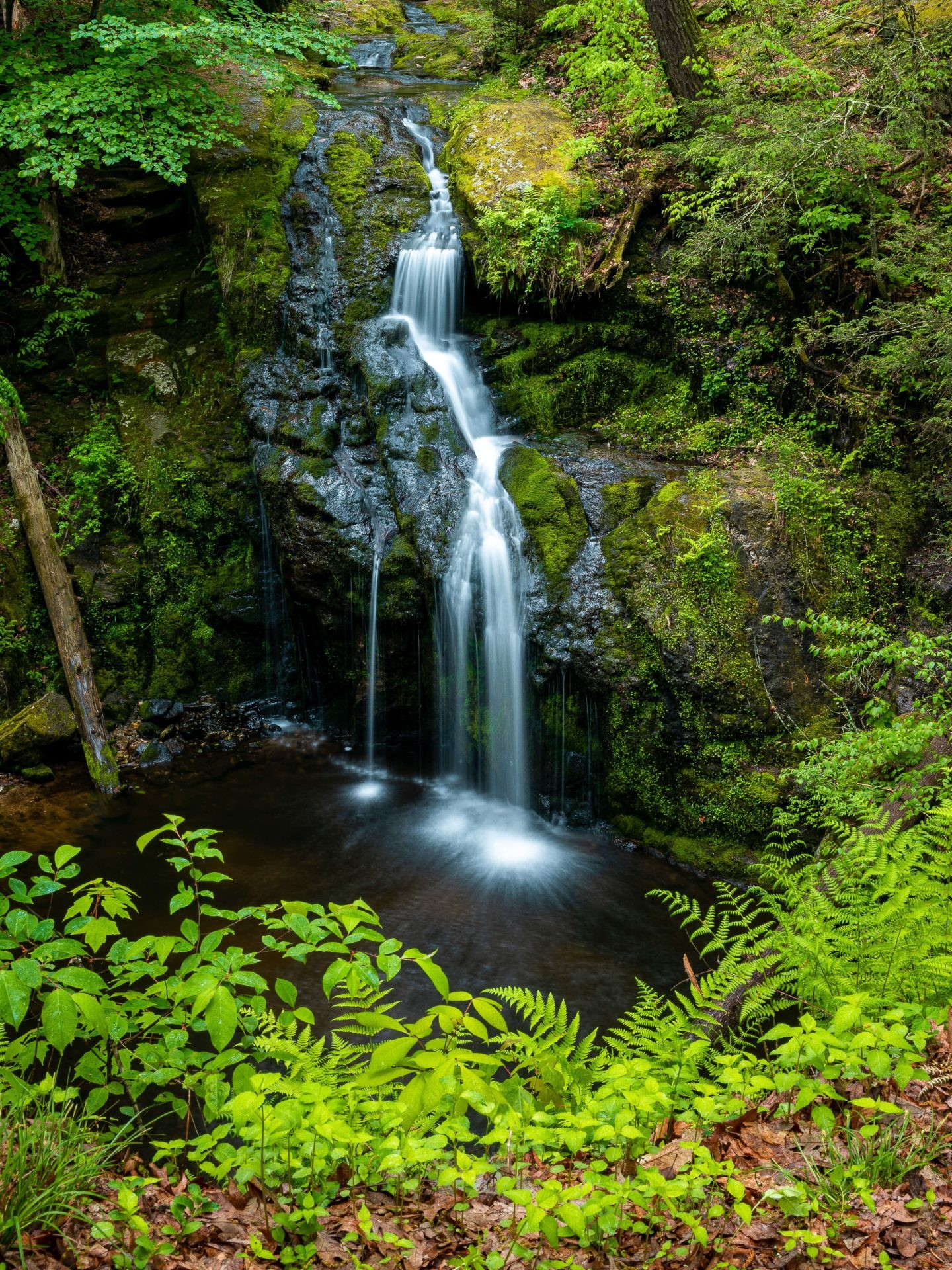 skinny waterfall in connecticut surrounded by green plants and ferns