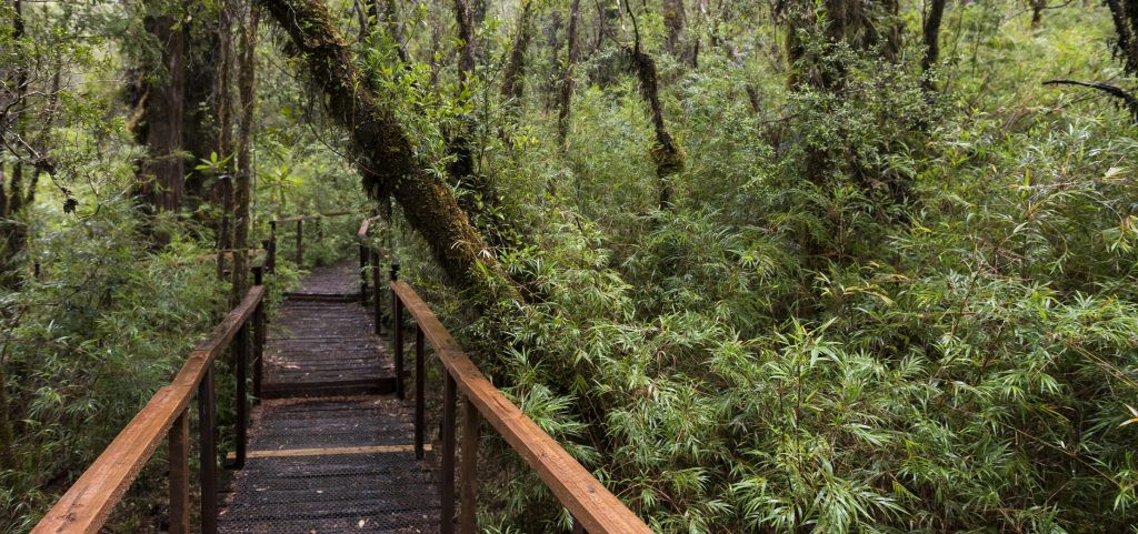 Valdivian rainforest showcasing lush greenery and unique biodiversity