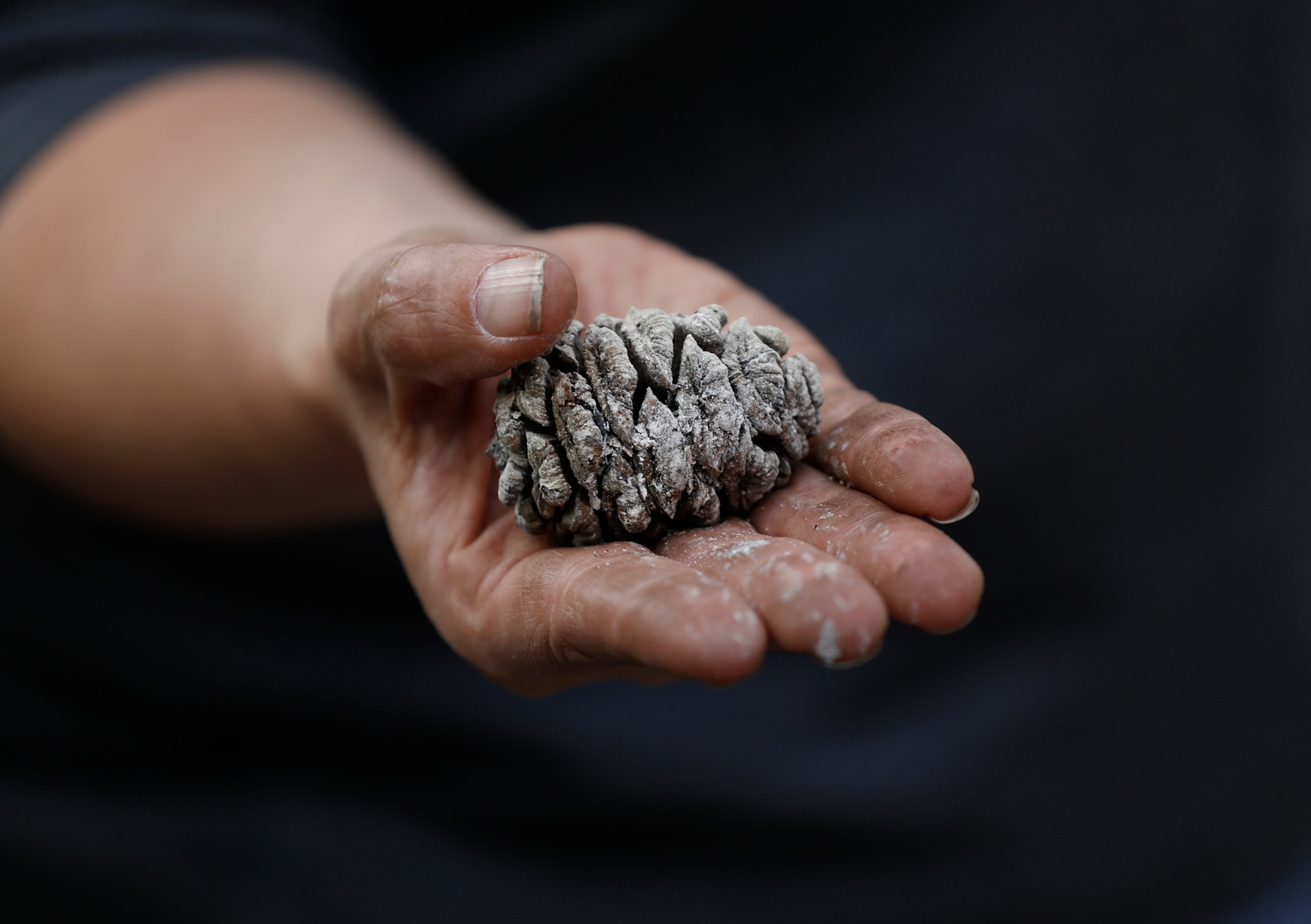 Kristen Shive holds the cone of a Sequoia no larger than a chicken egg, illustrating the delicate balance between nature and climate change