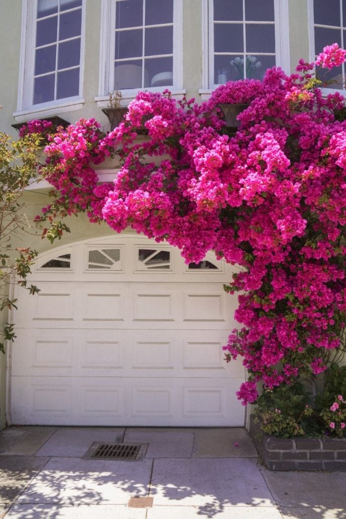 SFflowers