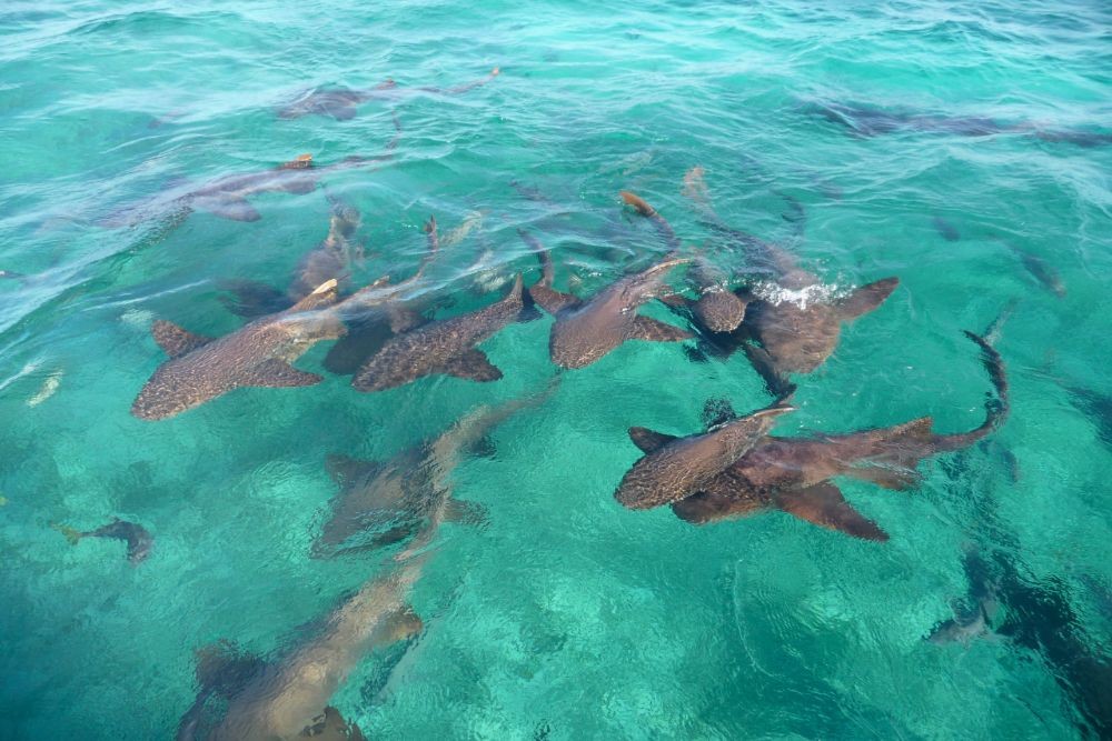 Sharks swimming underwater in Shark Ray Alley in Belize, highlighting the crystal-clear snorkeling spots.
