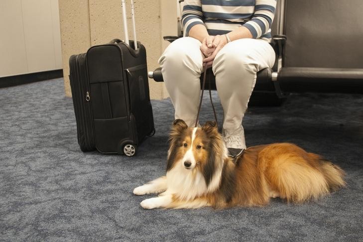 Shetland Sheepdog service dog relaxing at the airport with its owner during pet travel airlines.