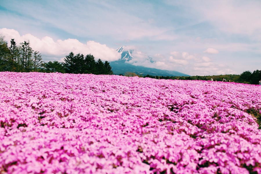 shibazakura pink moss phlox