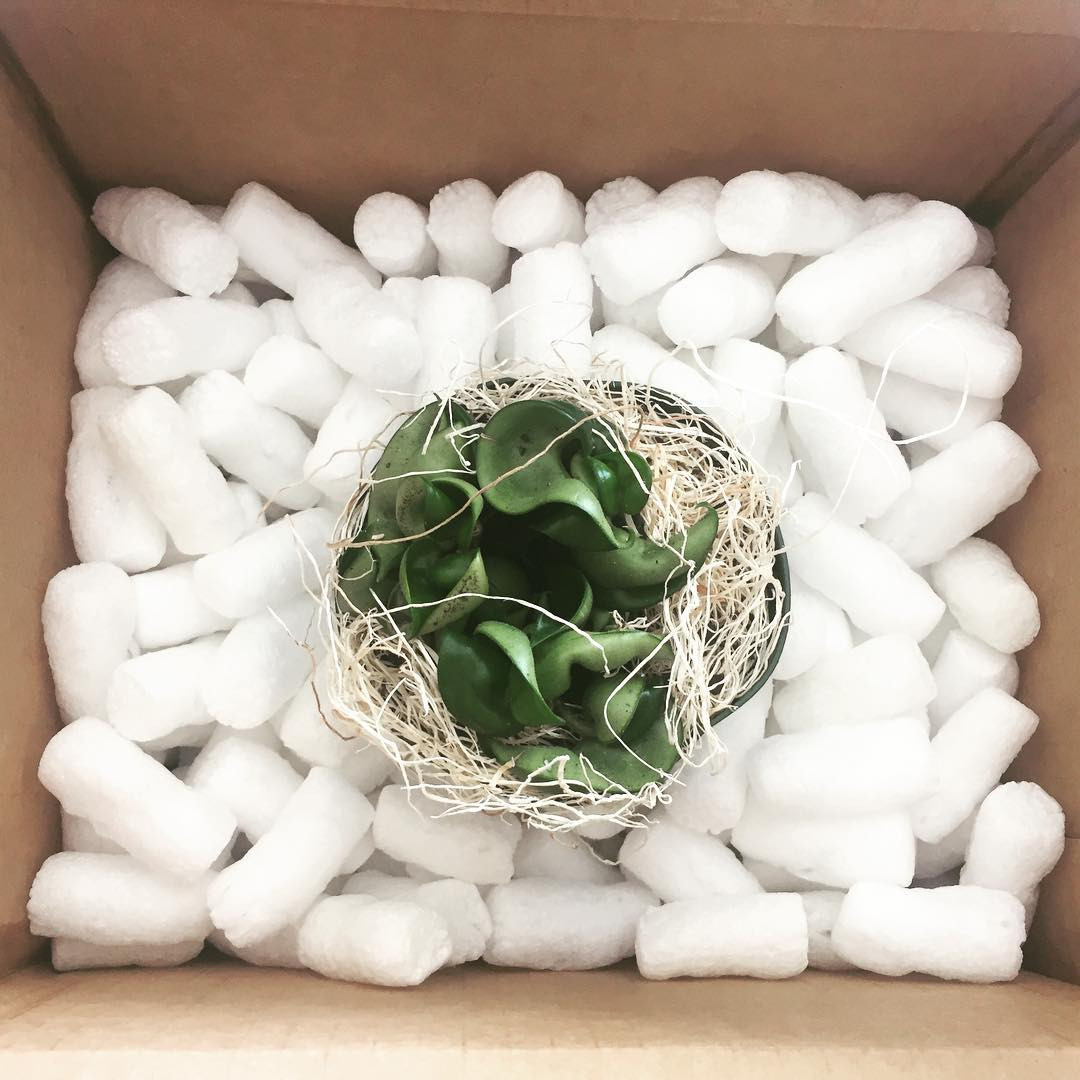 Packing Houseplants for Travel
