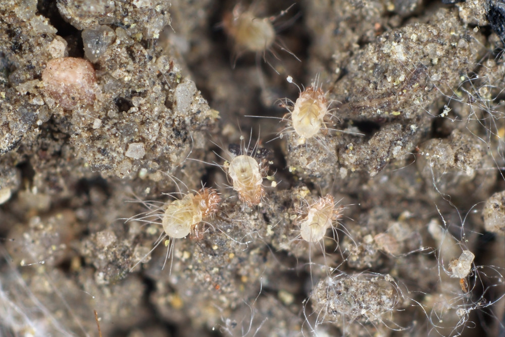 Dust Mites On Clothing