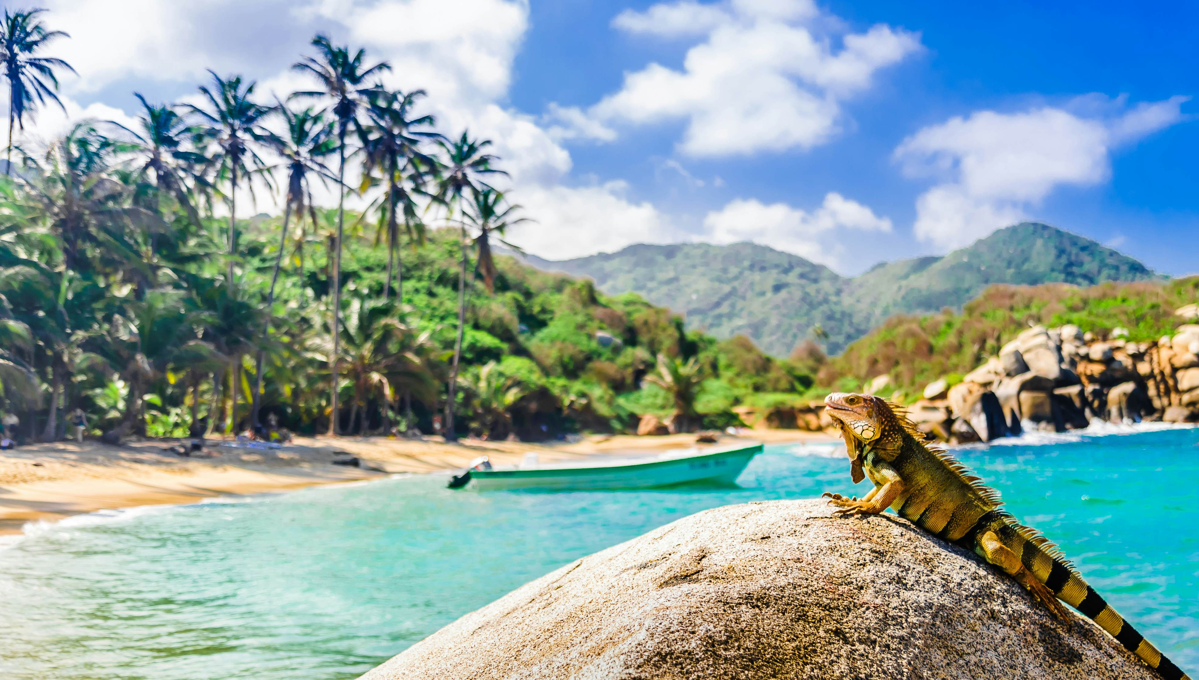 View on iguana on a rock in national park Tayrona