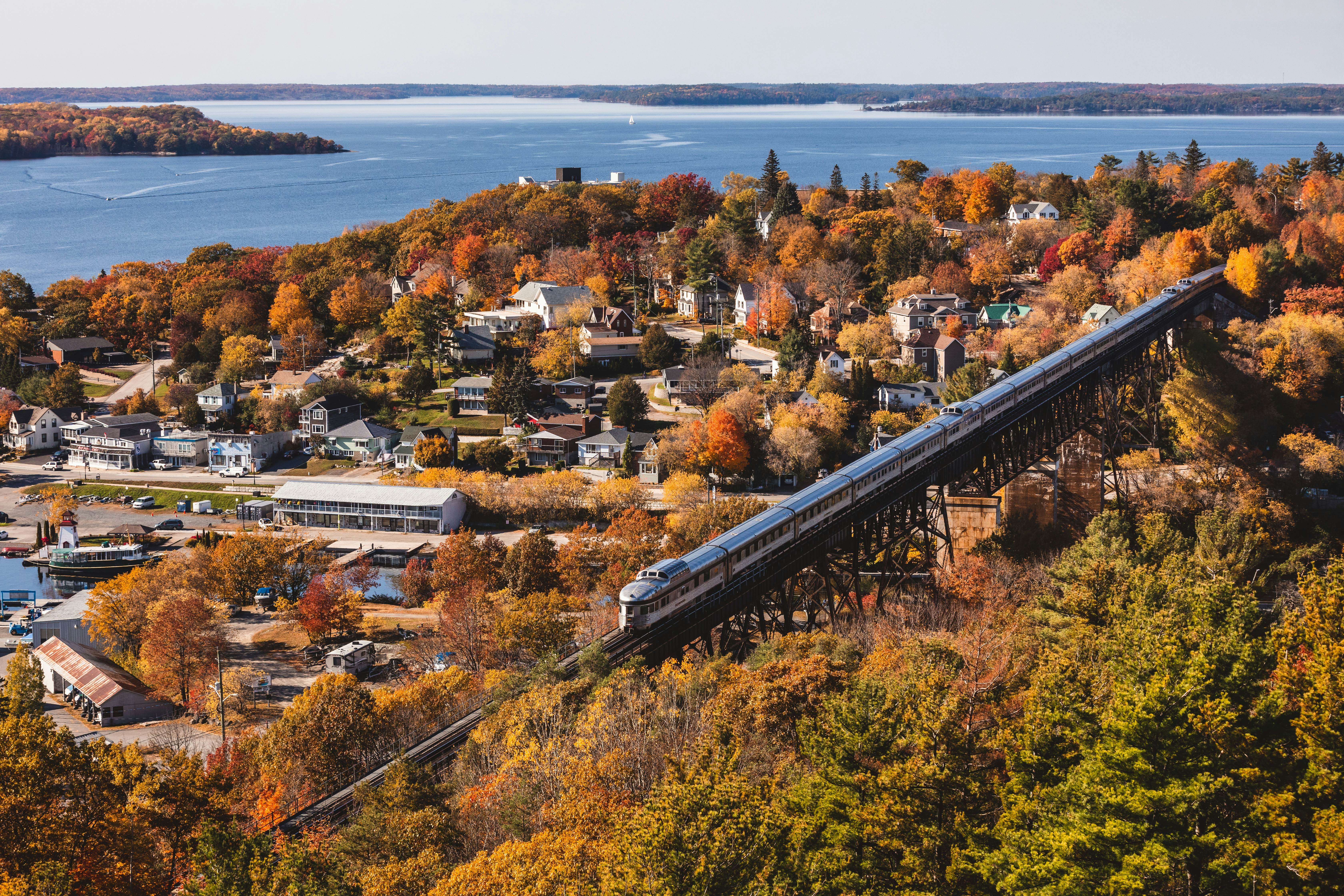 Train travels through dense pine forest