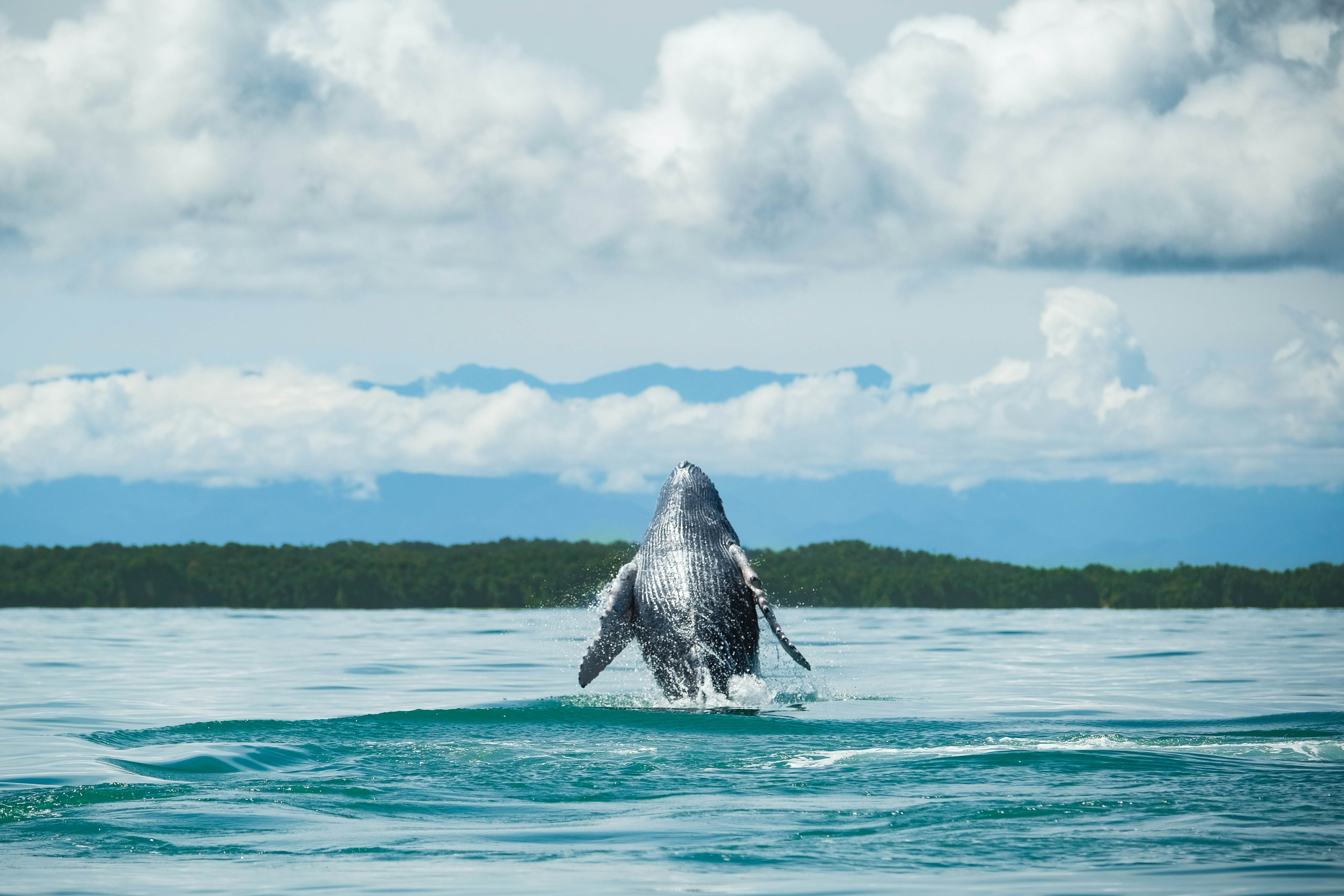 A blue whale jumps off the coast of Juanchaco in the Colombian Pacific