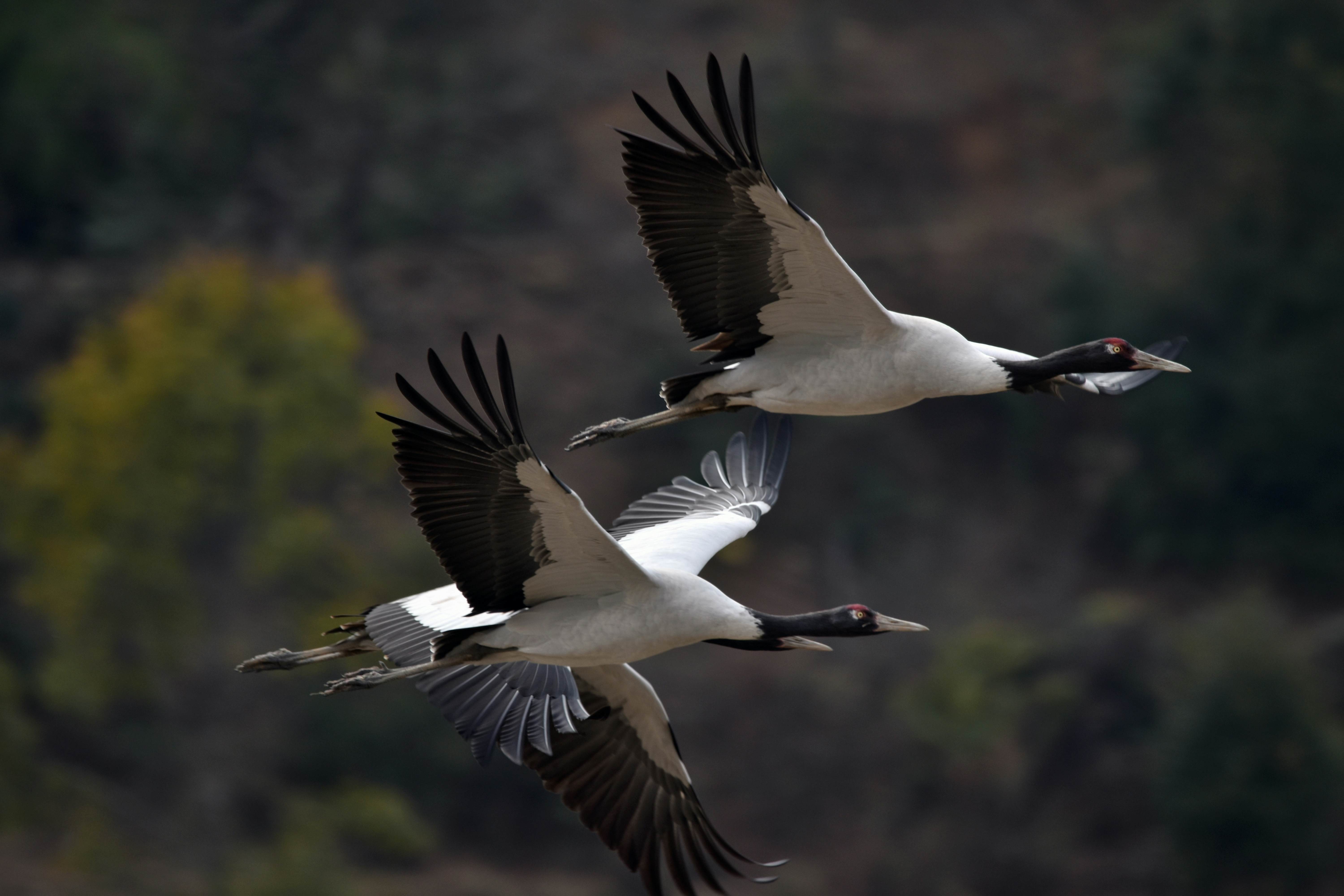 Black-necked cranes flying in Trahiyangtse, eastern Bhutan