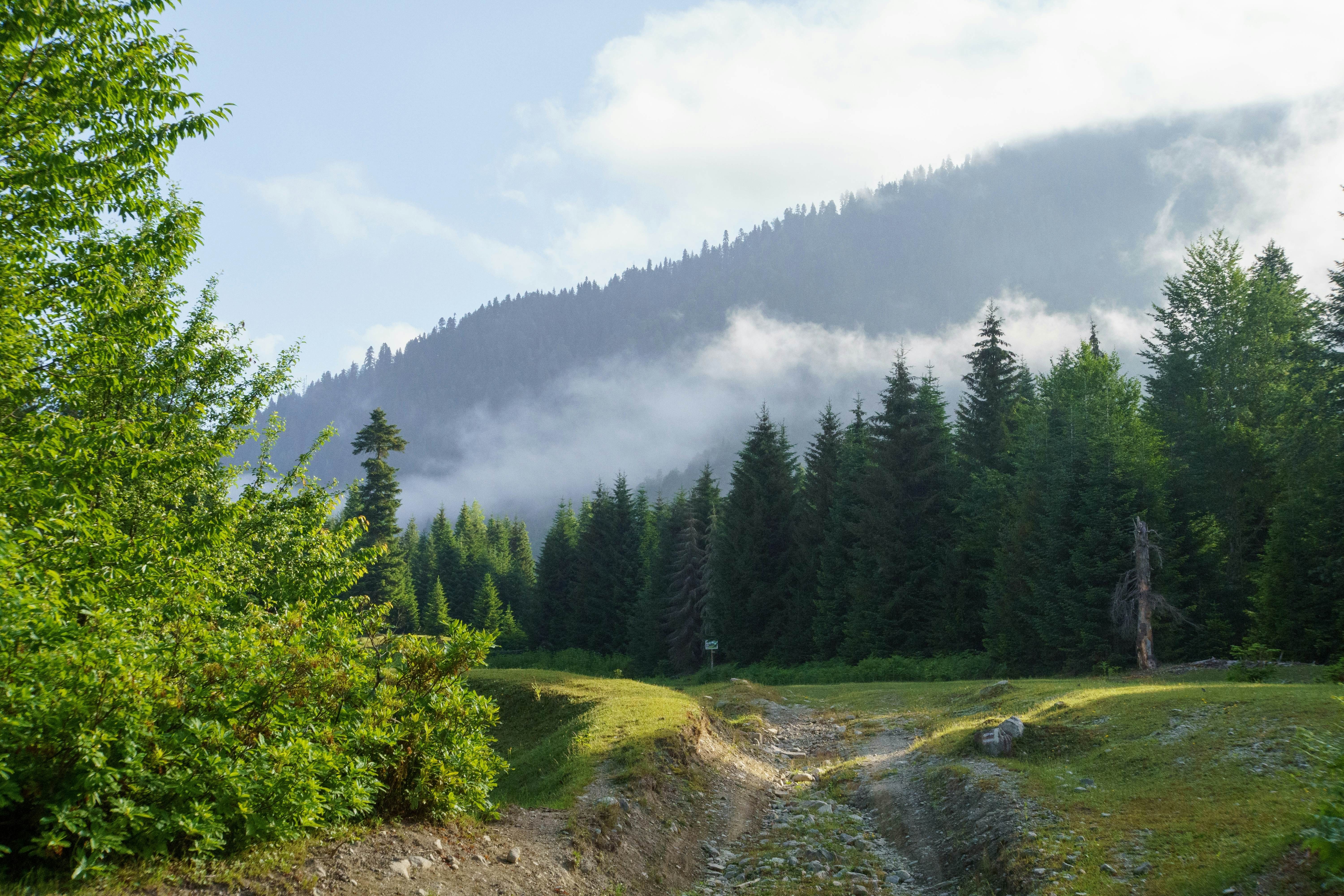 The outline of a tree-covered hill is partially obscured by low white clouds; evergreen trees and a dirt path with ruts through green grass are in the foreground.
