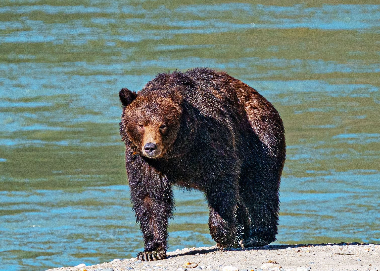 Grizzly bear, Bute Inlet