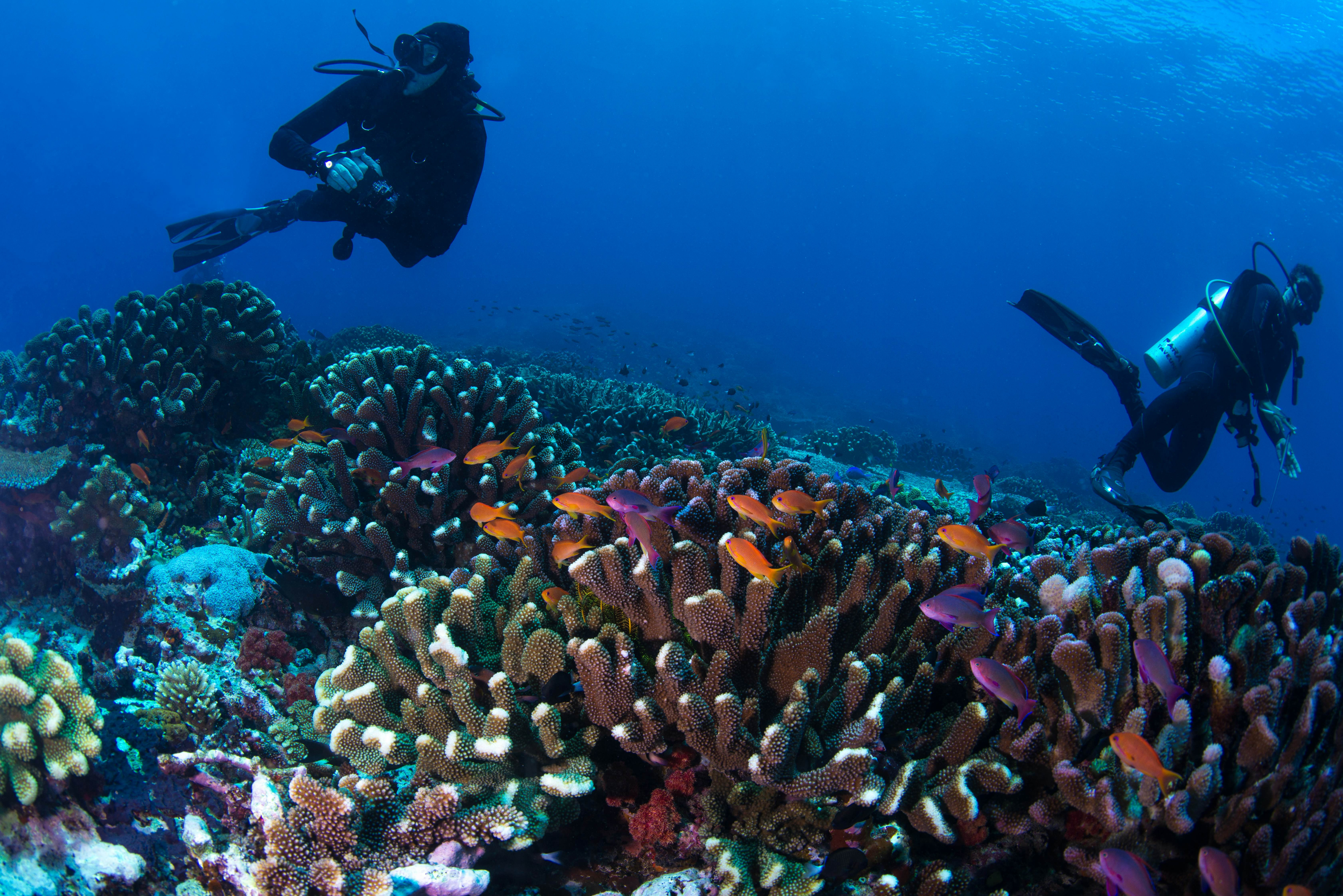 Two scuba divers swim around a colorful underwater reef, with purple and orange fish