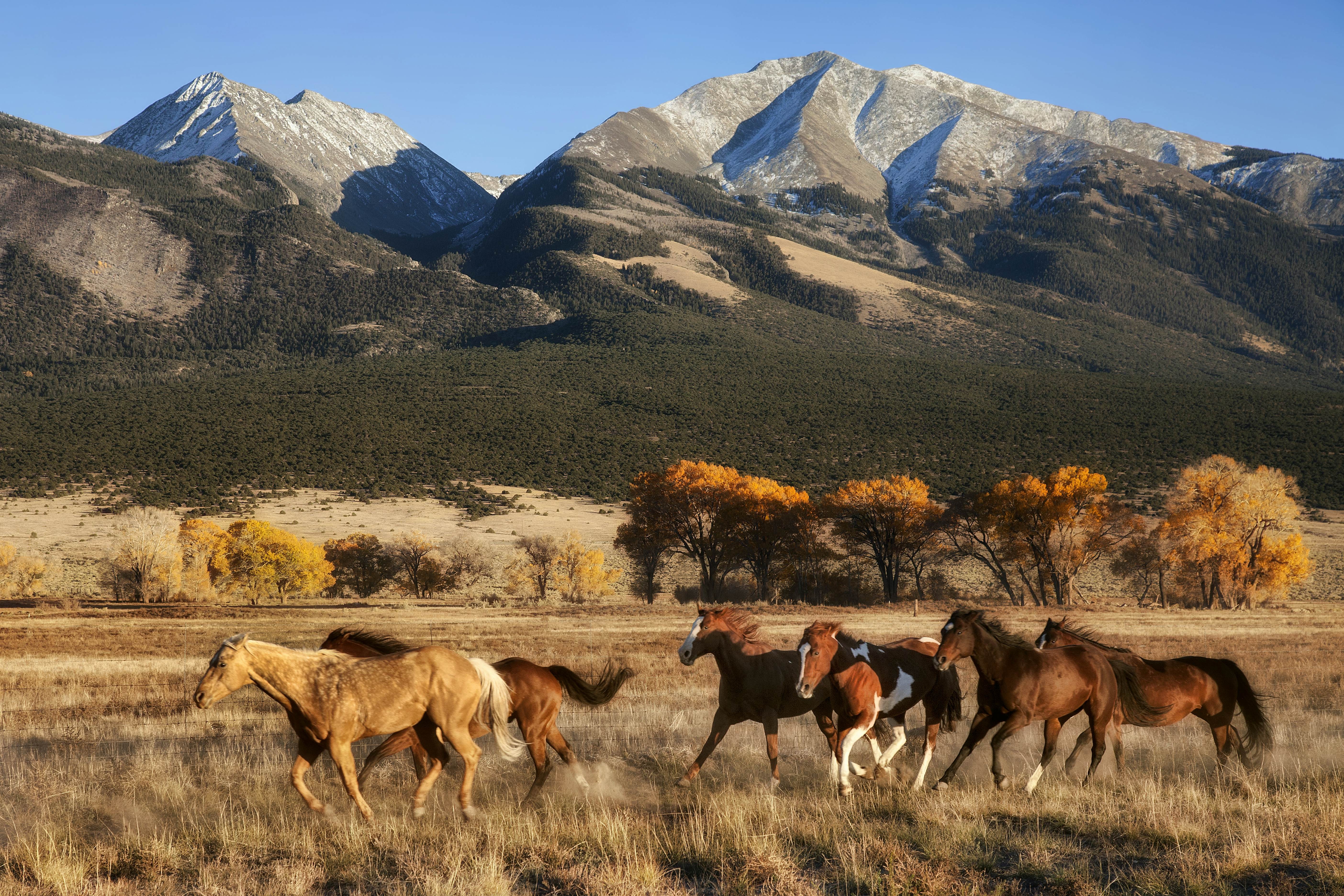 Horses running in a meadow of dried grasses that borders mountains with some snow.