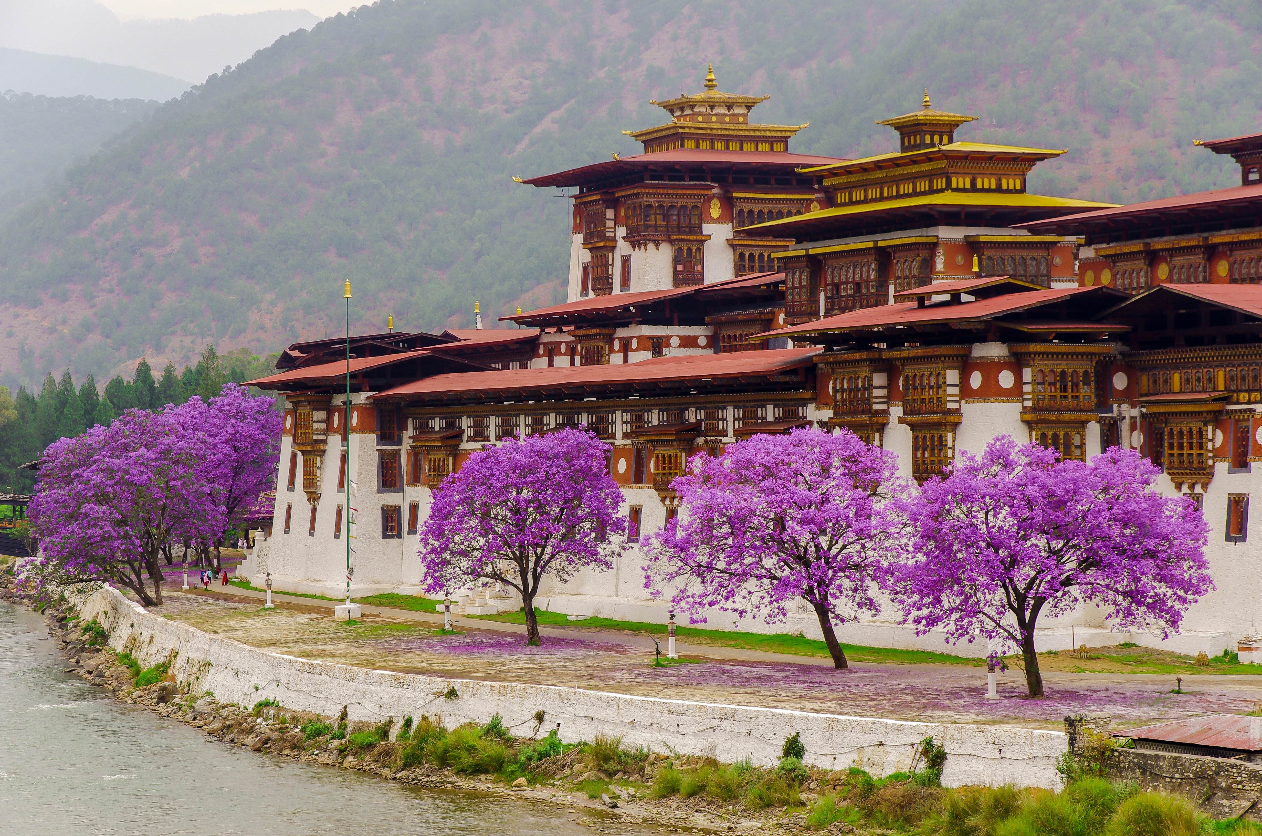 Jacaranda trees blooming beside Punakha Dzong, Bhutan.