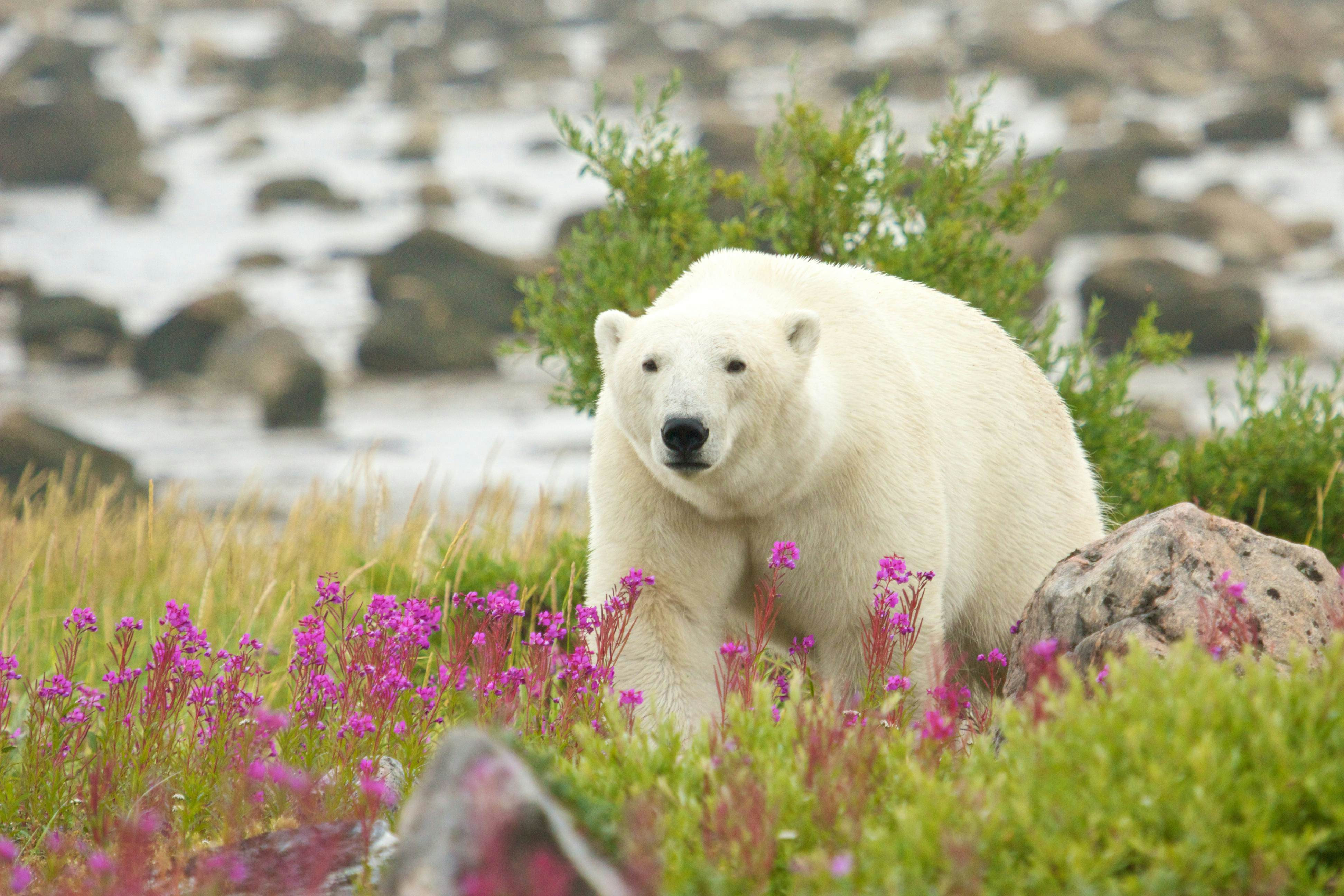 Polar bear walking through a meadow in Churchill, Manitoba, Canada