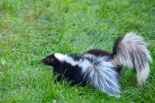 Skunk Hanging Out Together