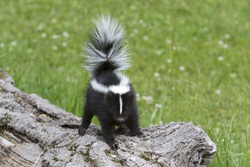 Skunk Foraging for Food