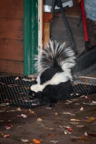 Skunk Leaving its Mark