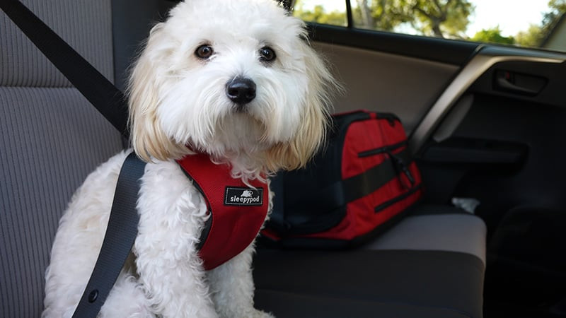 safest recommended dog sleepypod travel harness with alt text Sleepypod Clickit dog travel harness for car safety
