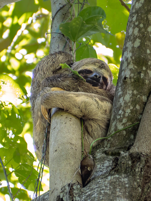 Sloth in the Amazon rainforest