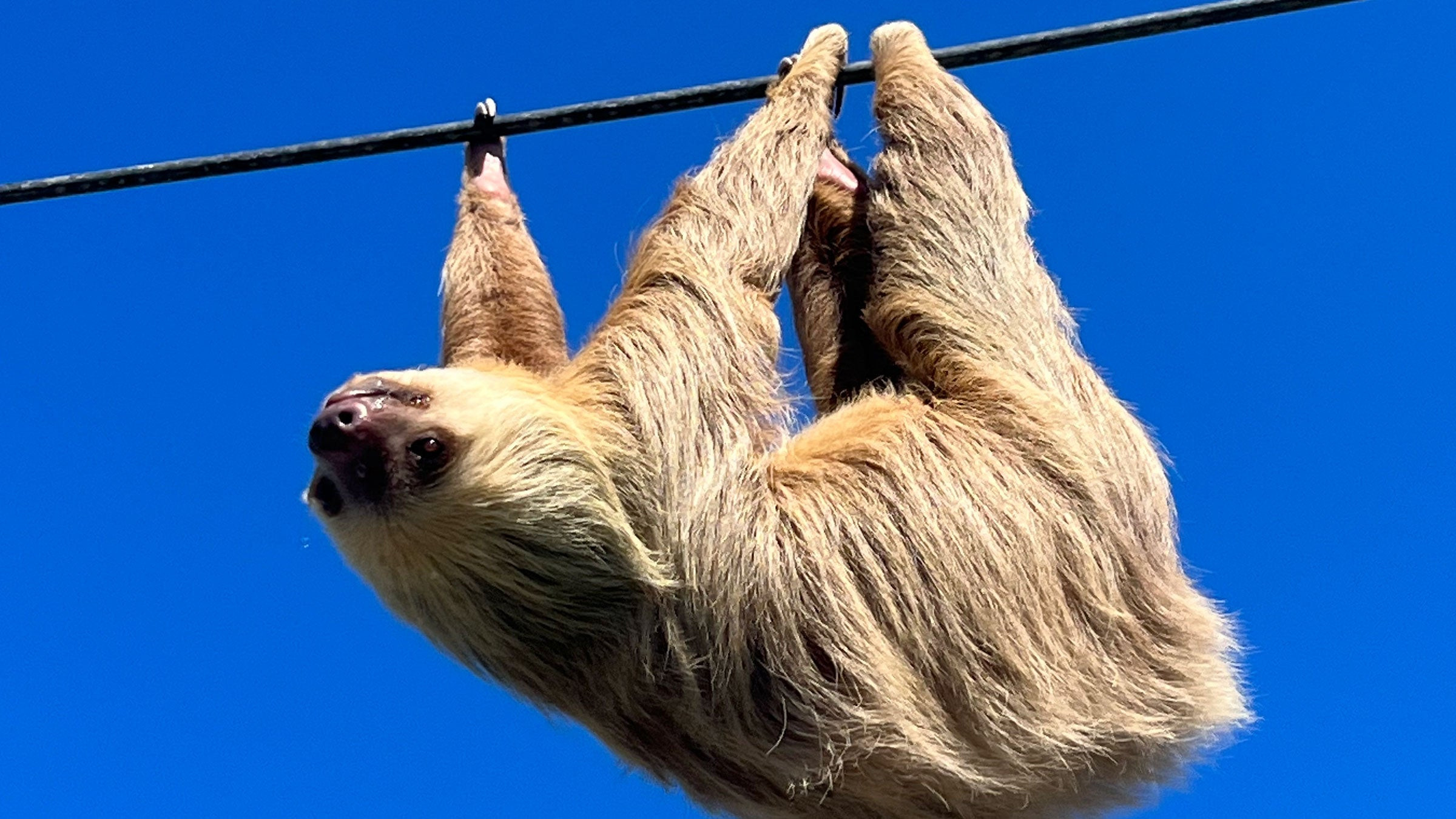 a sloth hanging on a power line on Costa Rica is a common sight for tourists
