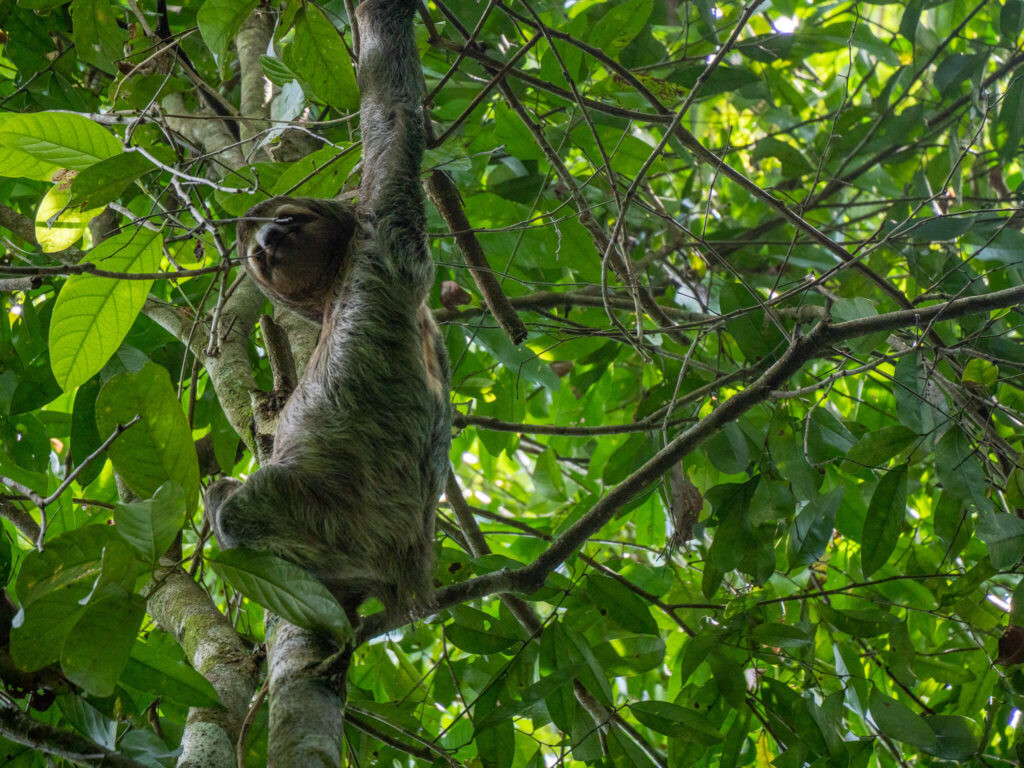Ethical Wildlife Tourism Sloth