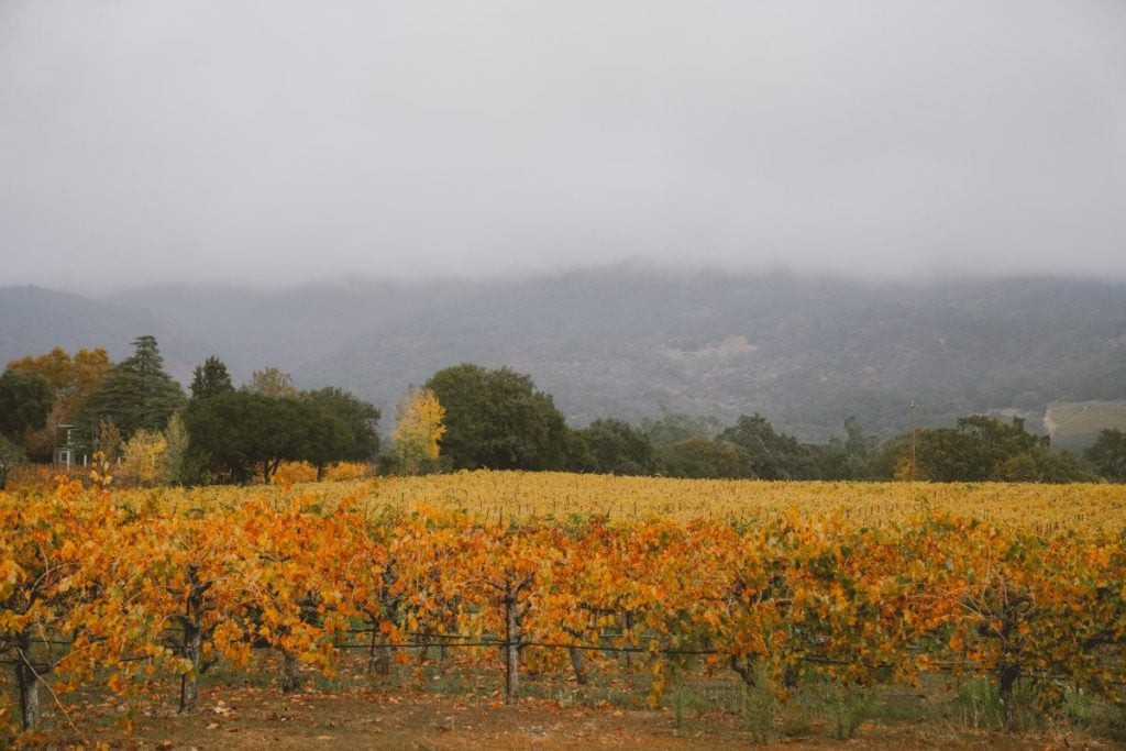Vineyards stretching across the rolling hills of Napa Valley
