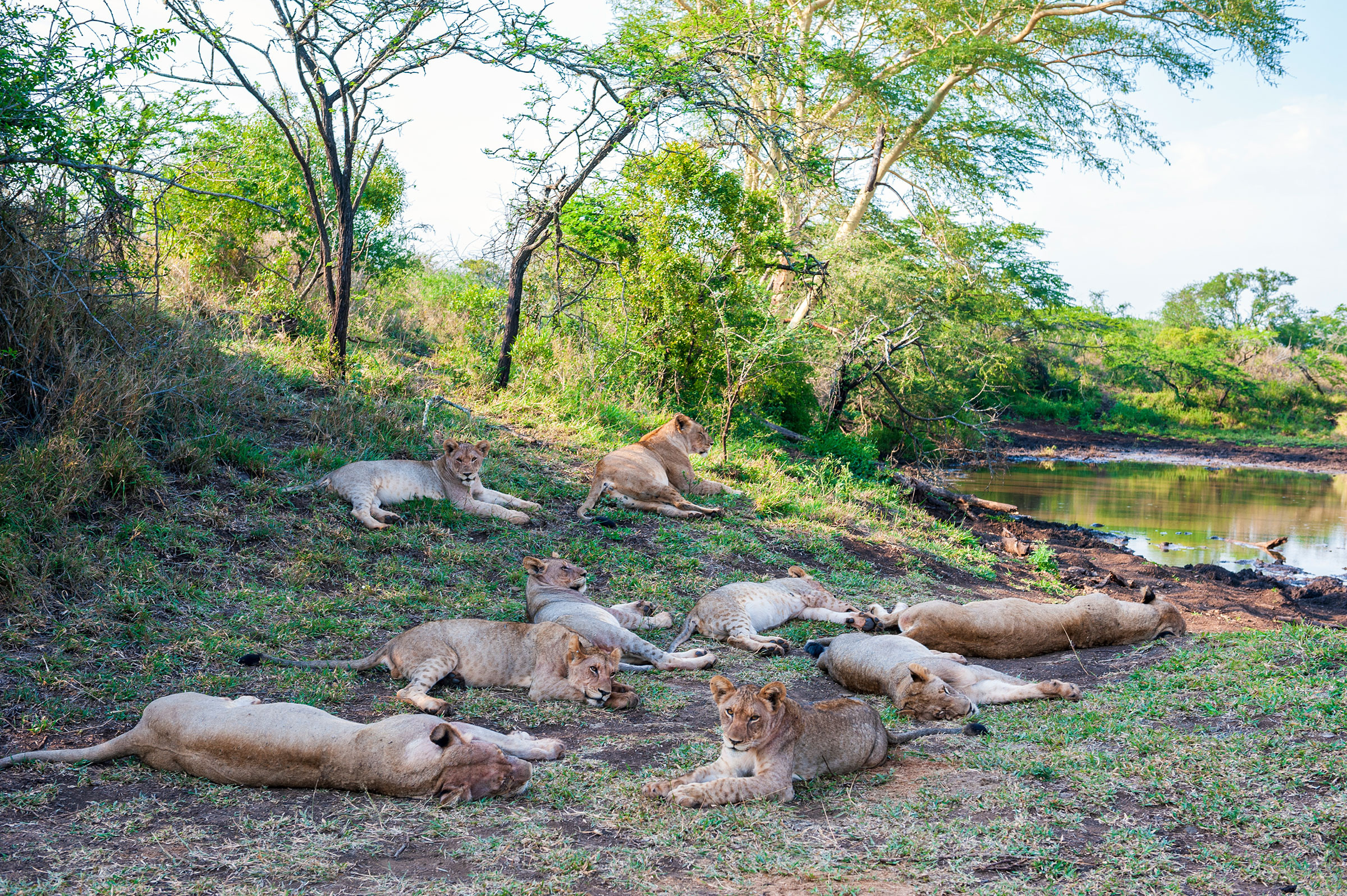 Lions at Thanda Safari Lodge