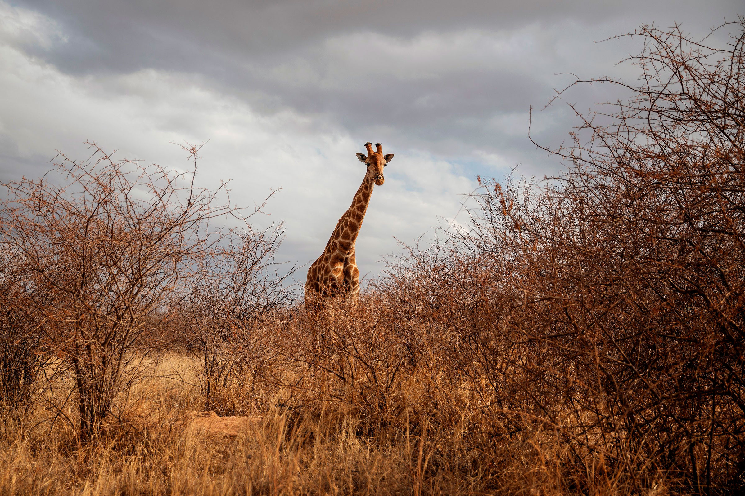 Giraffe at Dinokeng Game Reserve
