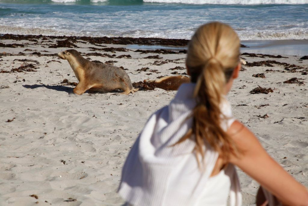 Seal Bay Experience at Southern Ocean Lodge with Fur Seals basking on the rocks