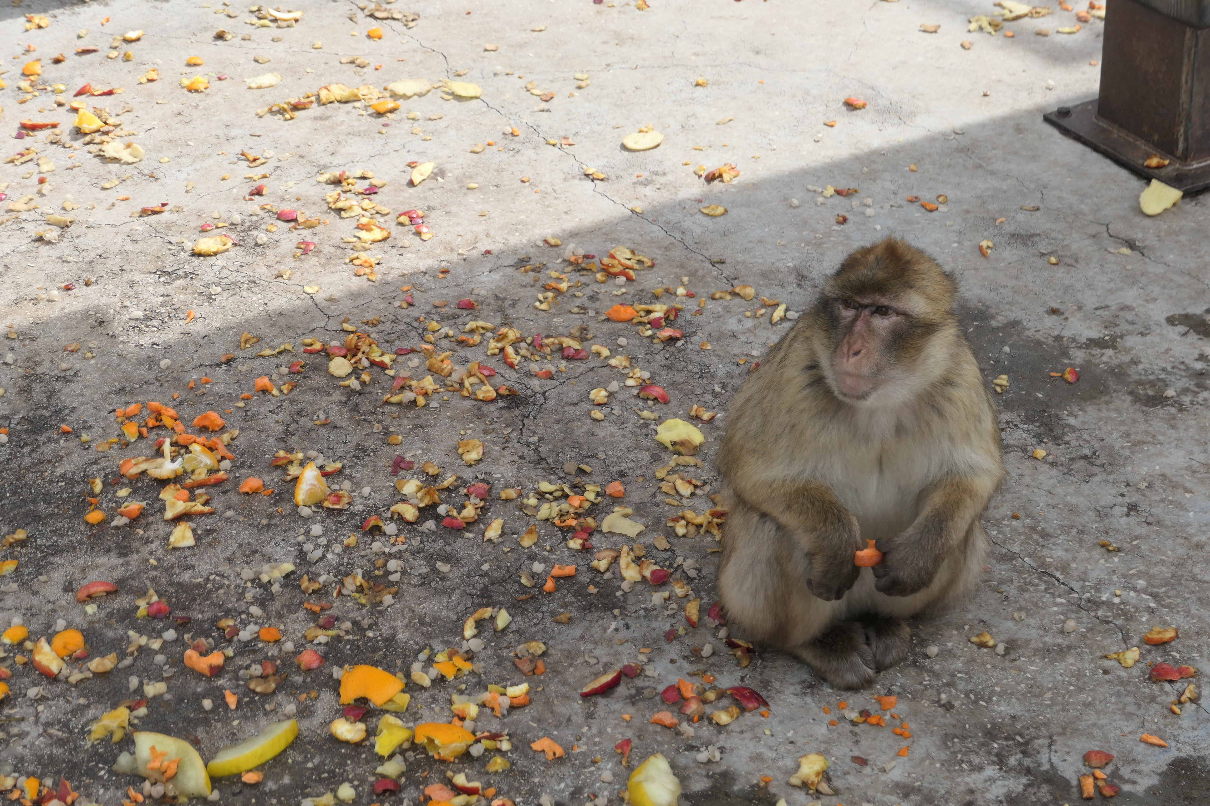 A Barbary Macaque sitting on a rock in Gibraltar