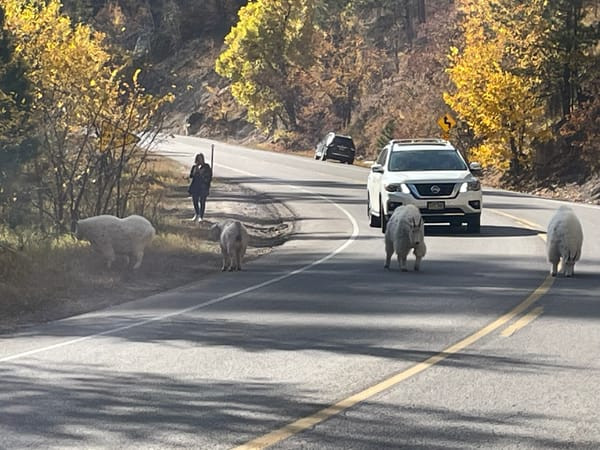 Mountain goats in Spearfish Canyon