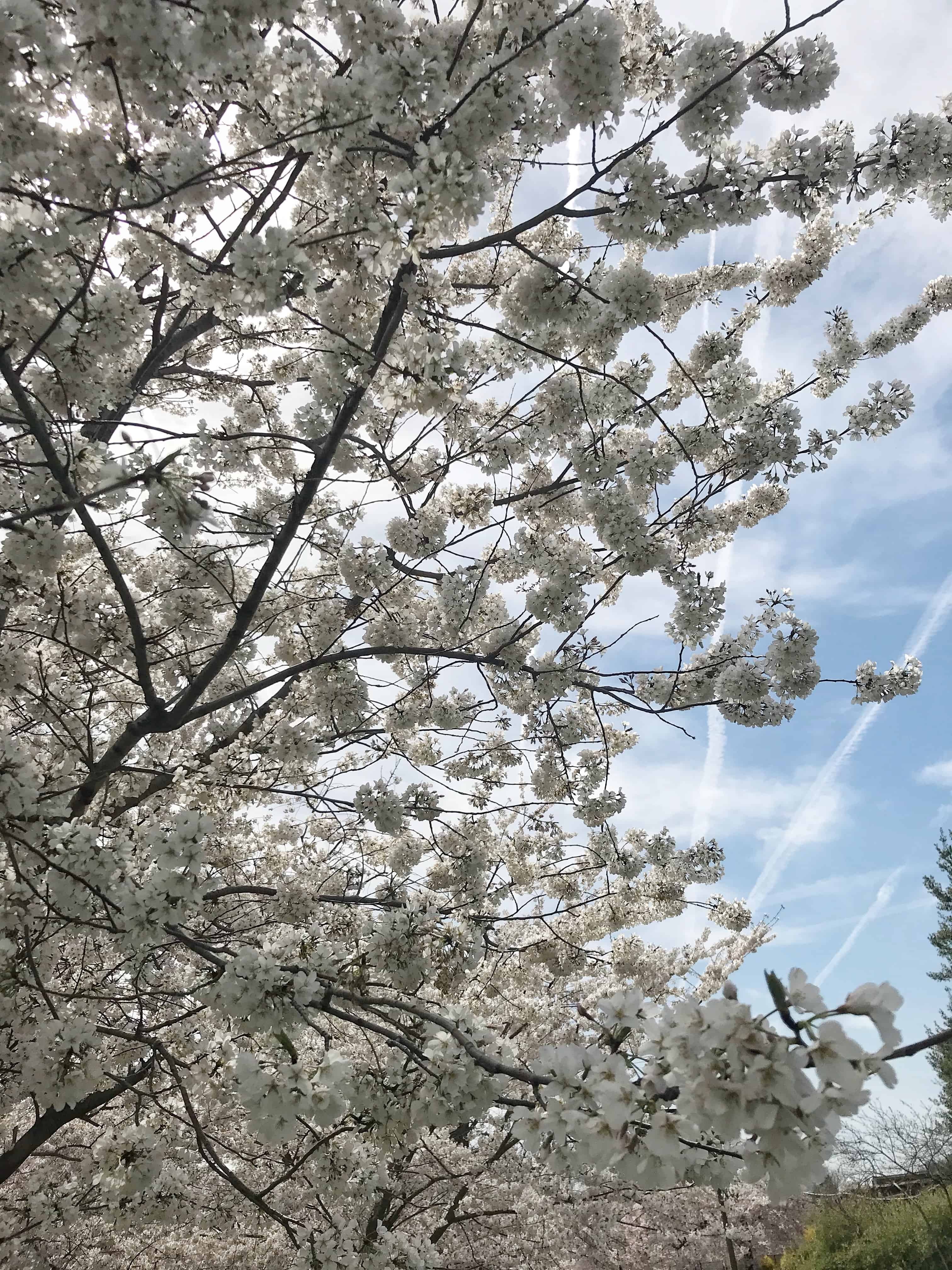 Spring Break Trip to DC