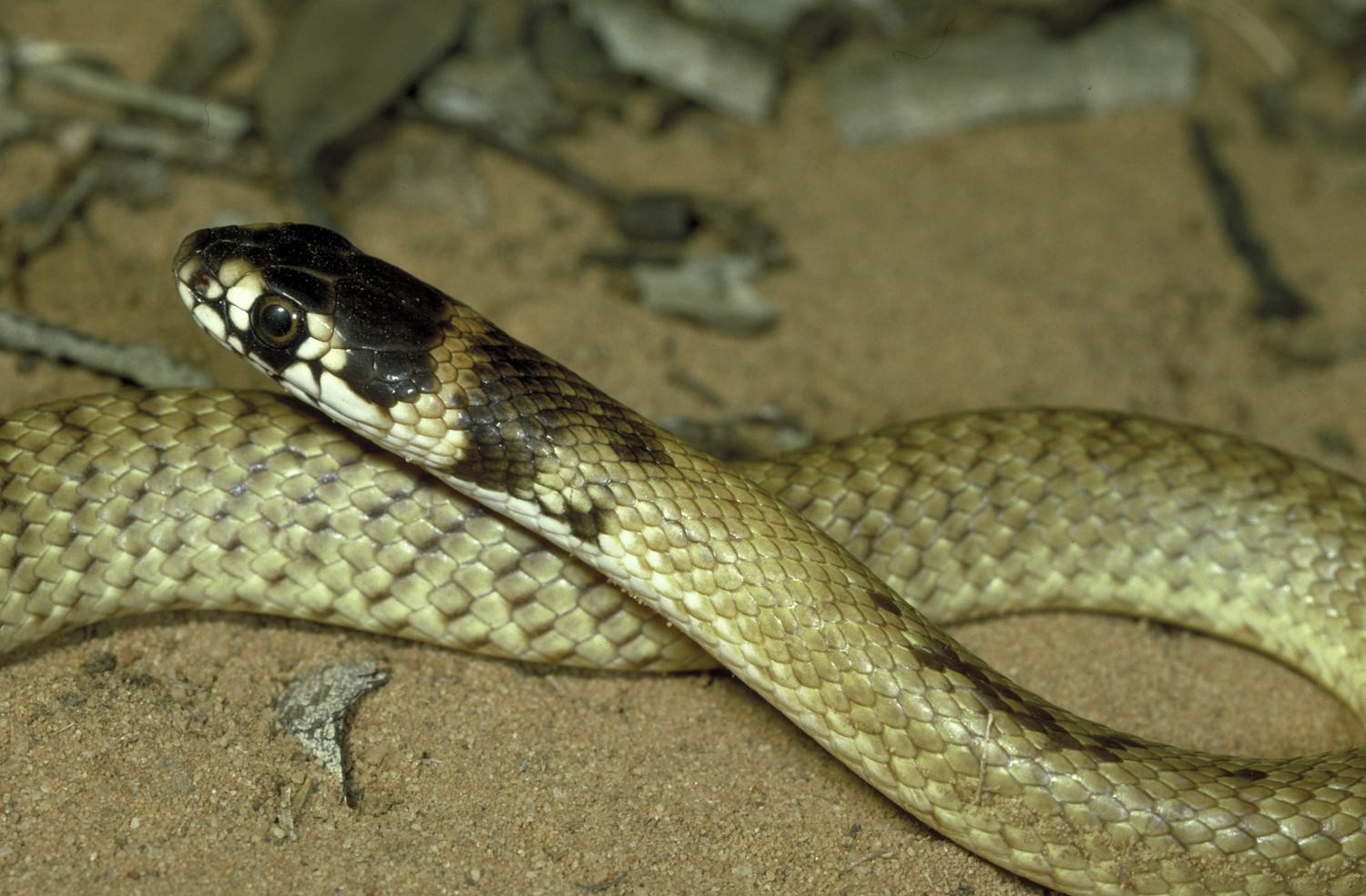 Strap-snouted Brown Snake, Pseudonaja aspidorhyncha