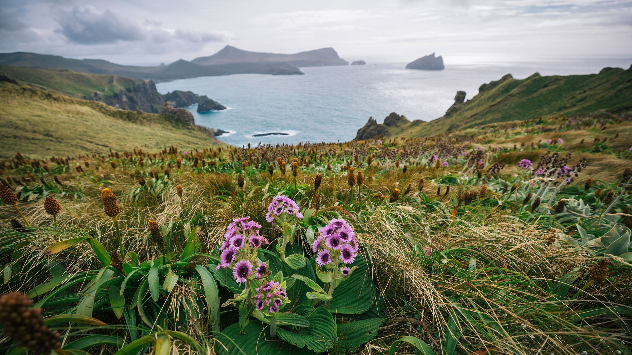 Subantarctic Islands in New Zealand